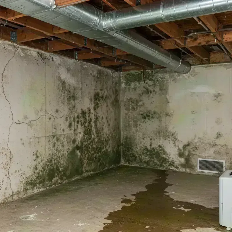 Professional Mold Removal in Hernando Beach, FL